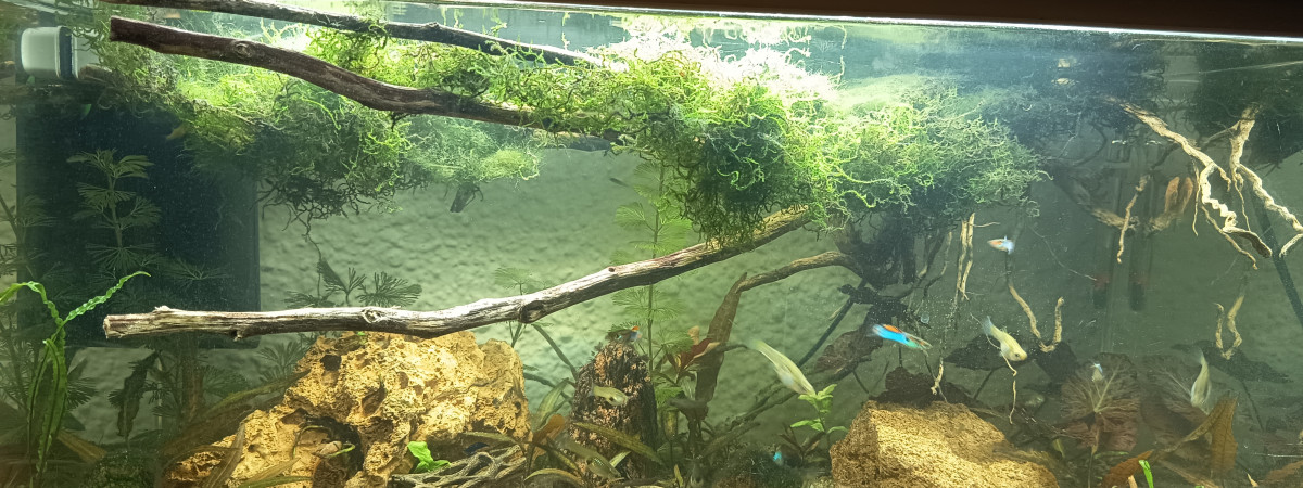 aquarium 60l
