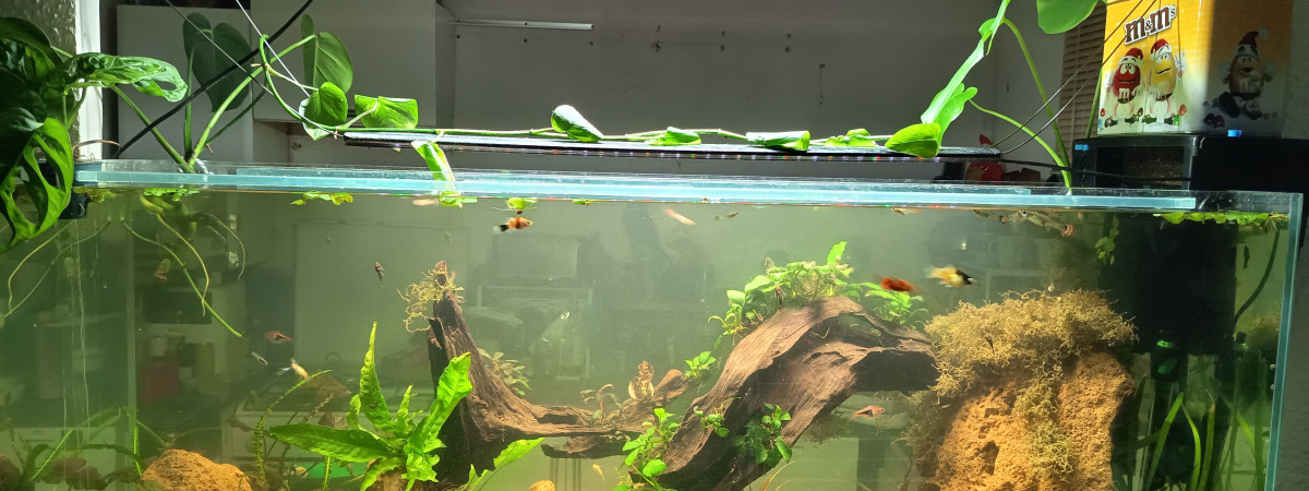 aquarium 240l
