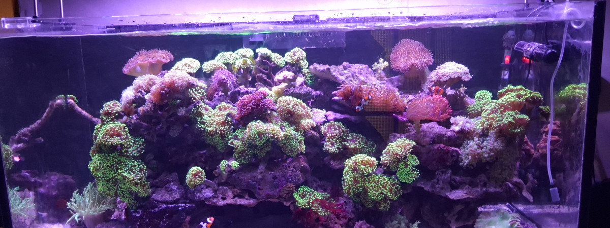 aquarium Reef 65