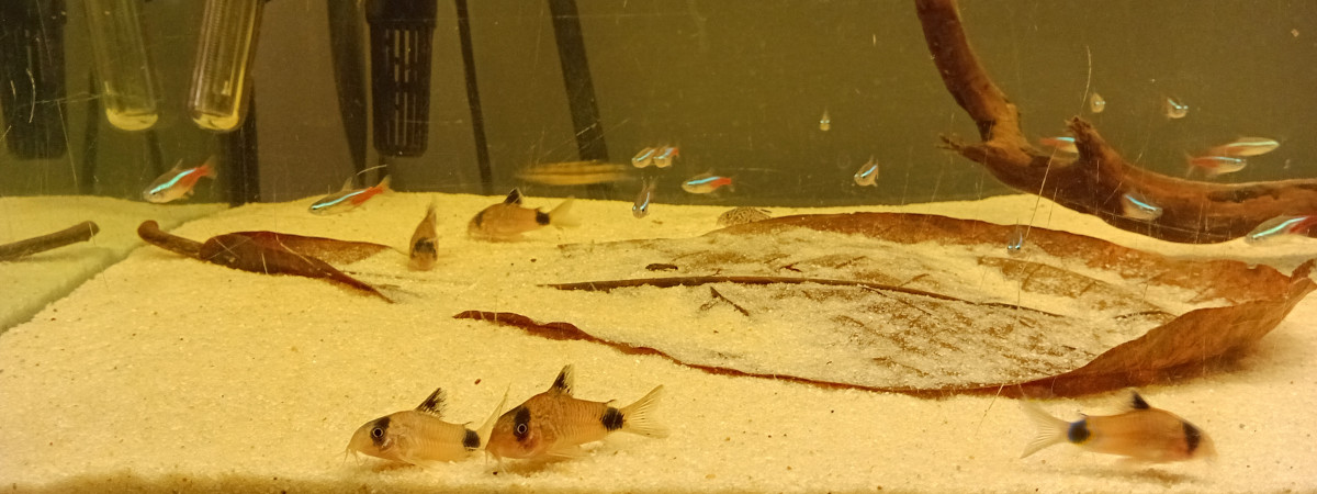 aquarium aqua-biotope