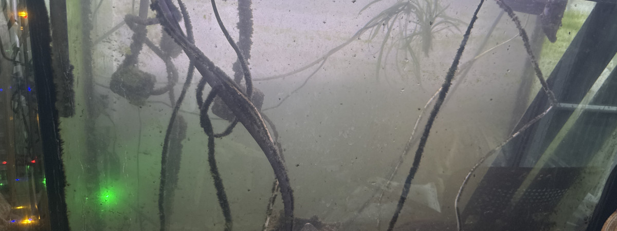 aquarium Arowana oscar pleckos