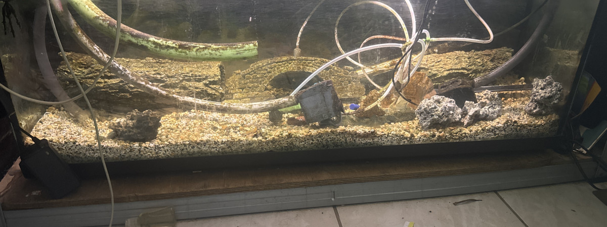 aquarium 120l