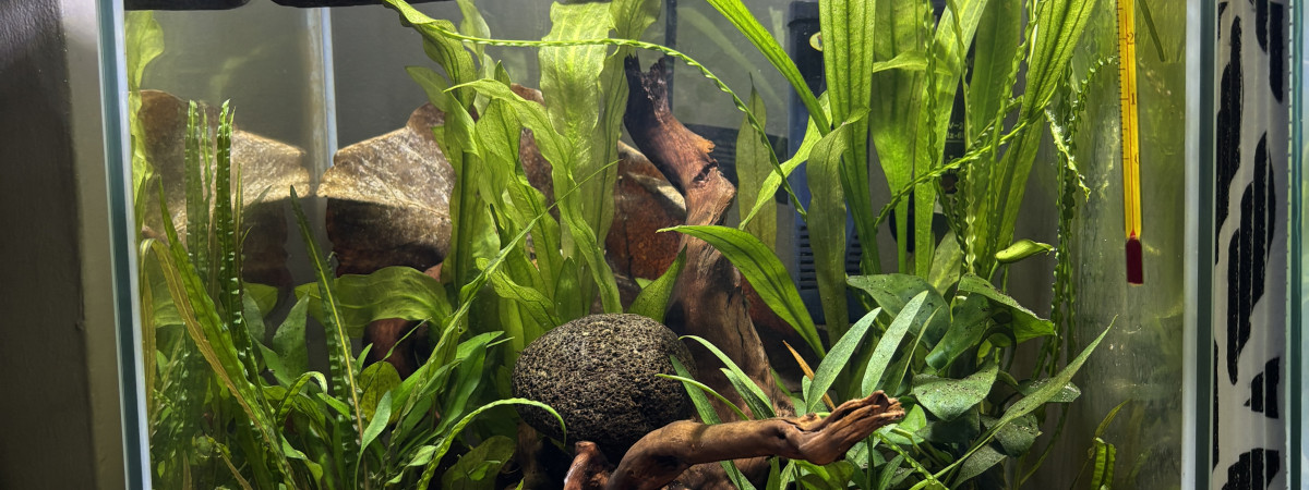aquarium Cube Aquatlantis 31 Automne betta halfmoon gold