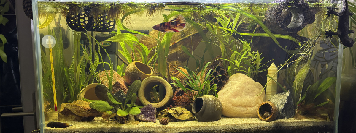 aquarium Tank AQUAEL 60 Kiwi betta giant HMPK koi