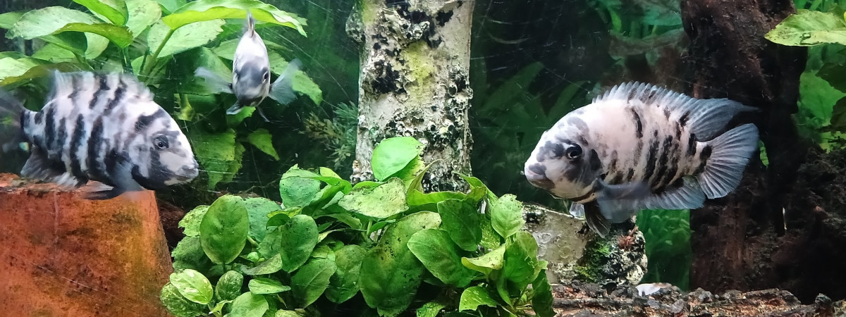 aquarium A15