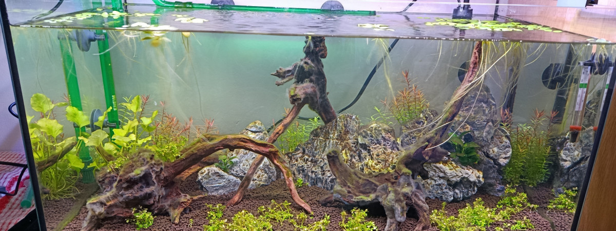 aquarium Aqua1