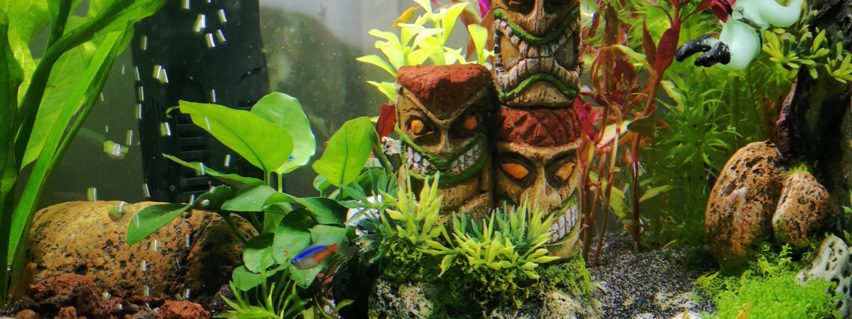 aquarium 1er