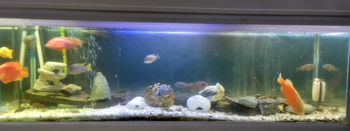 aquarium kuckwich