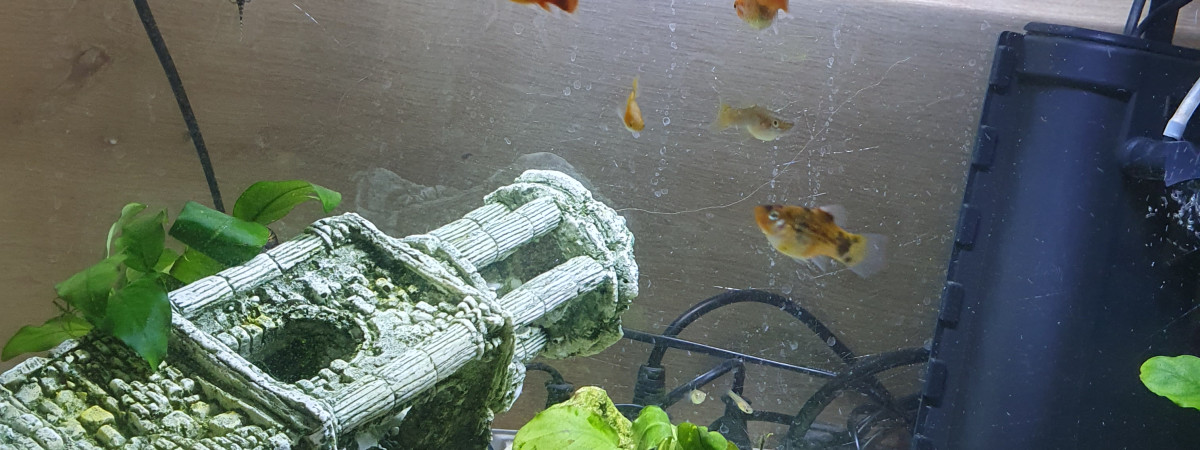 aquarium Aquarium 1