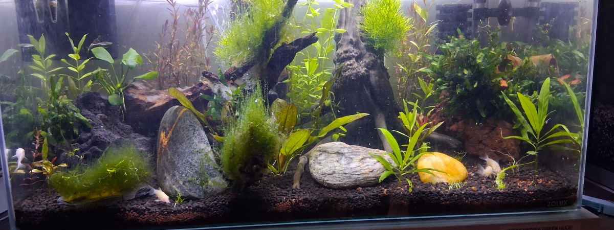 aquarium Petit 60l pour met neocaridina green hulk