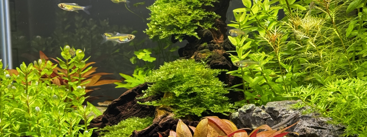 aquarium rdrs