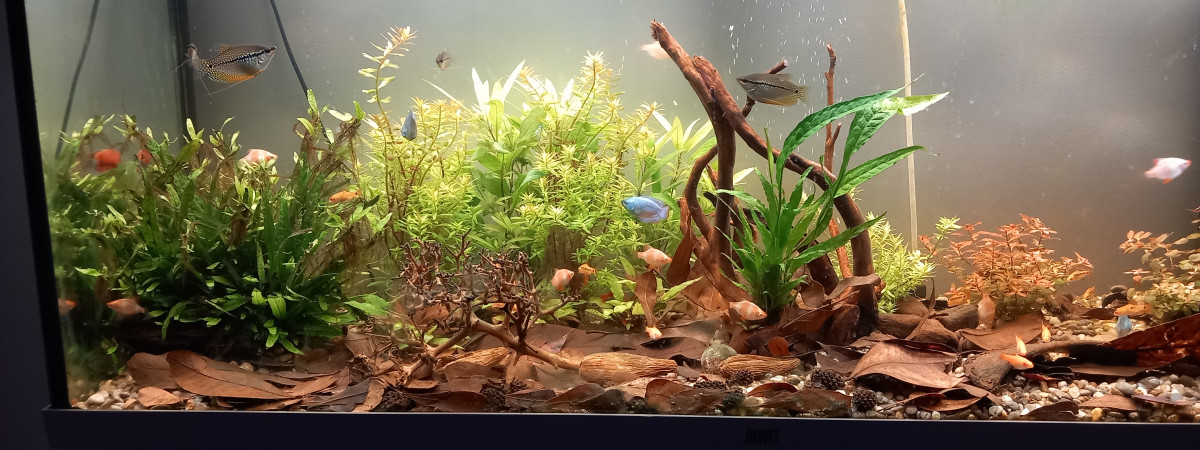 aquarium bac asie du sud est  240 litres