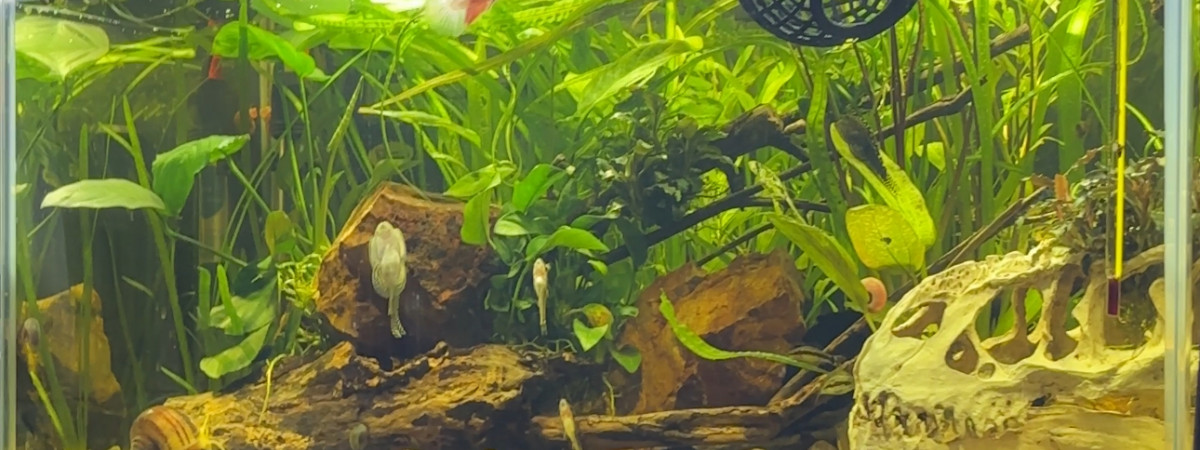 aquarium Tank AQUAEL 60 Nuggets betta plakat koi cellophane