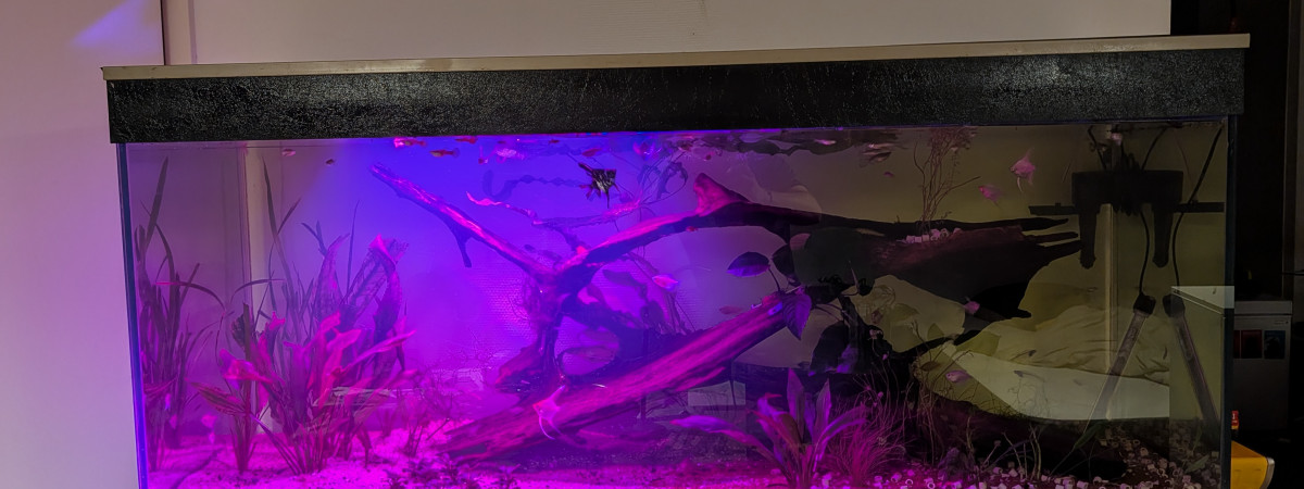 aquarium 450L communautaire