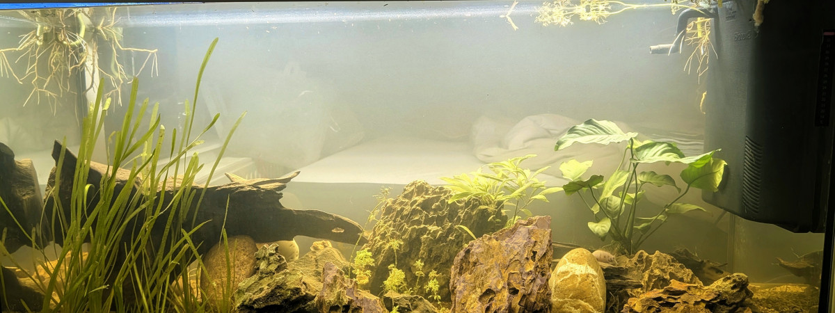 aquarium 300L cichlidés zébré