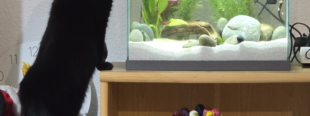 aquarium Betta Aquarium