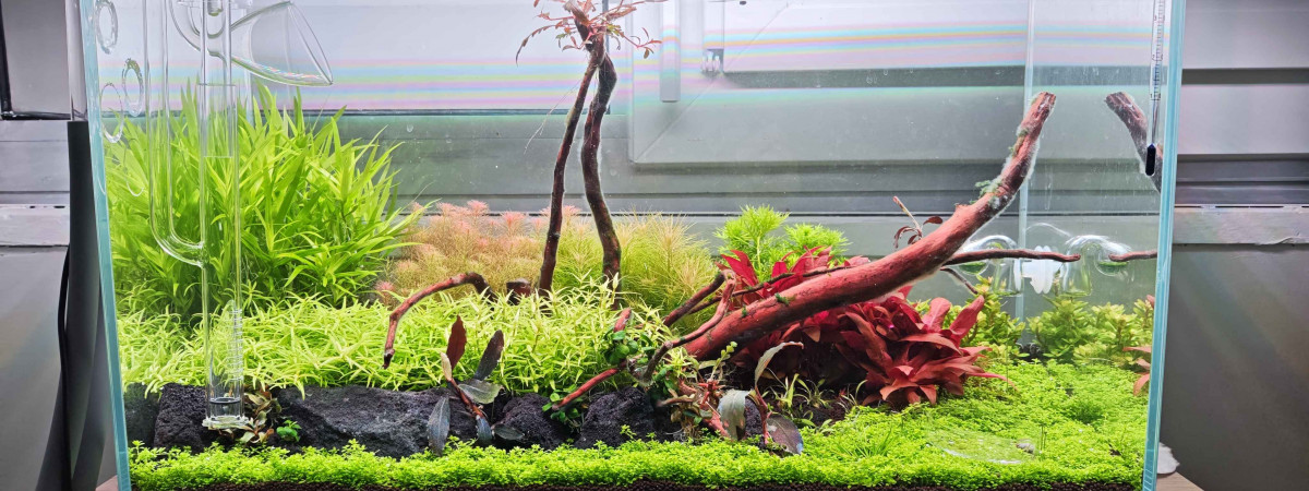 aquarium aquascape hollandai