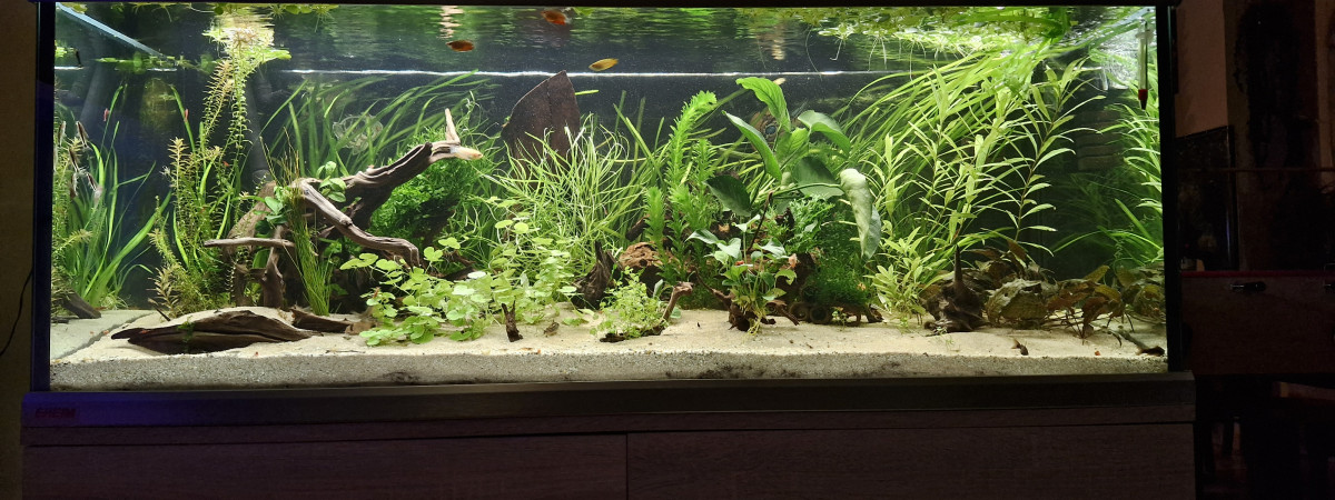 aquarium Proxima 325