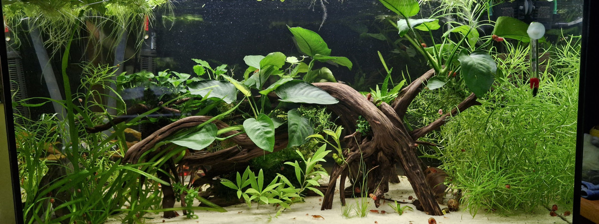 aquarium Eheim 120l pygmeus
