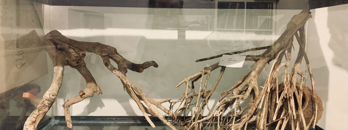 aquarium Biotope Orénoque