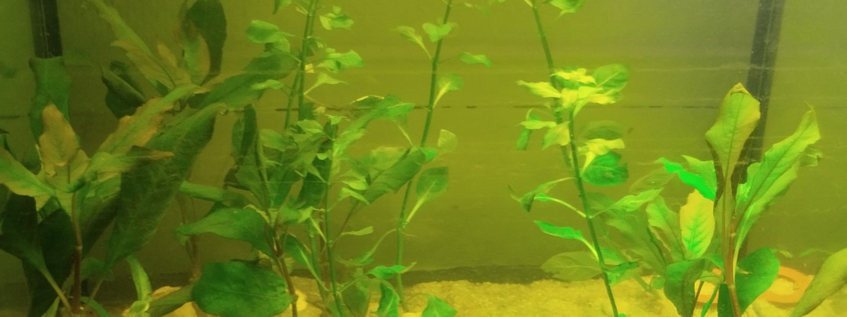 aquarium 40l GuppY bac 1