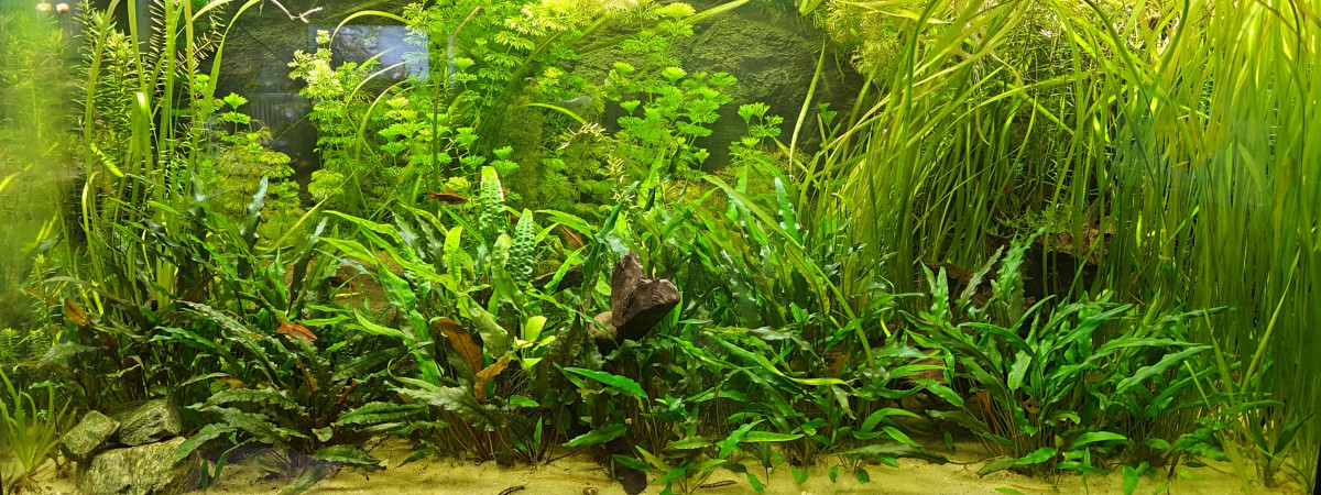aquarium Bac 360L Biotope Asie