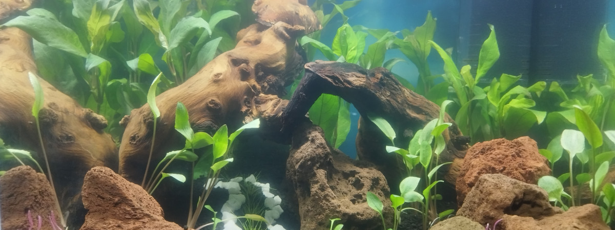 aquarium Lgn2