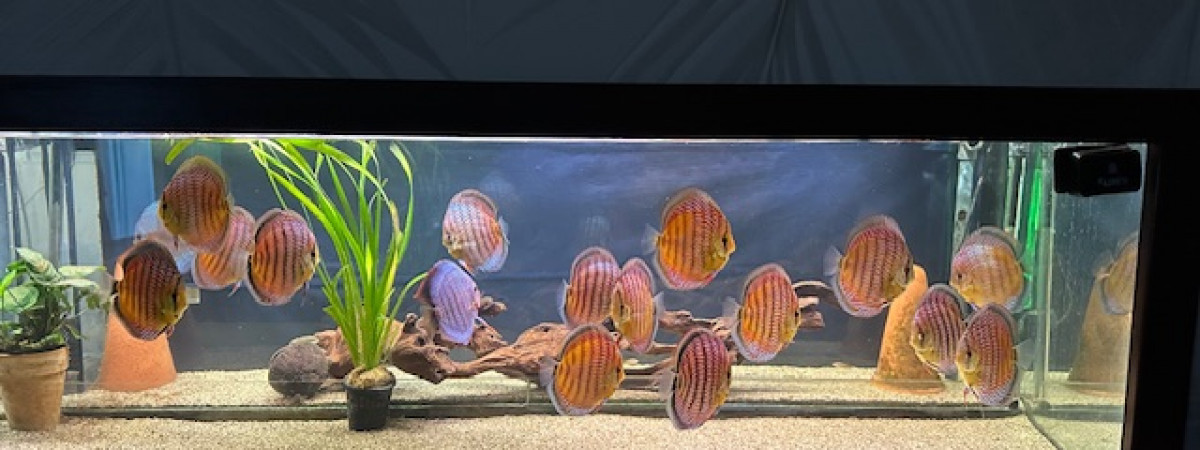aquarium Biotope Amazonien