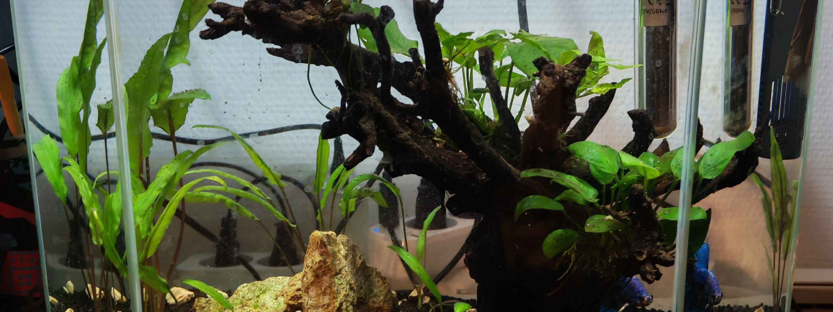 aquarium Betta