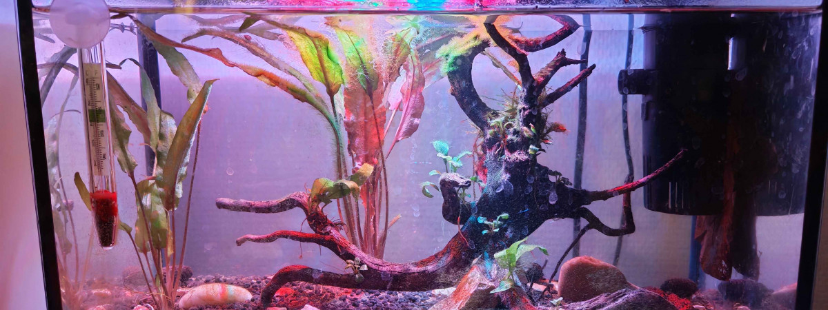 aquarium petit