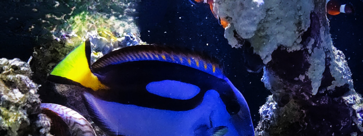 aquarium Récifal 600l