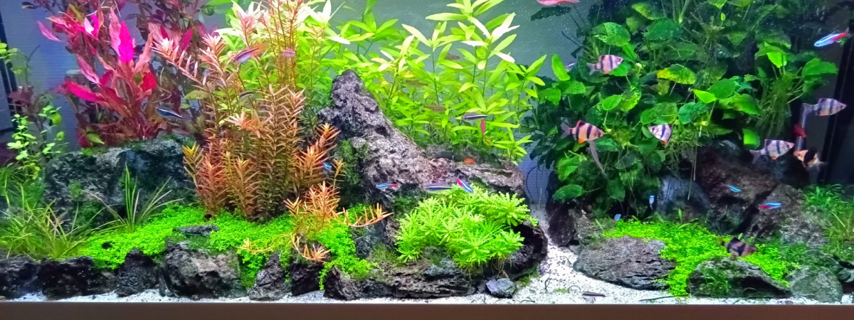 aquarium Aqua 240