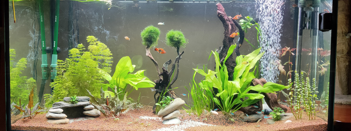 aquarium Salon