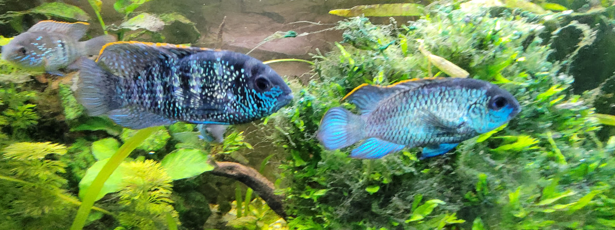 aquarium Acaras