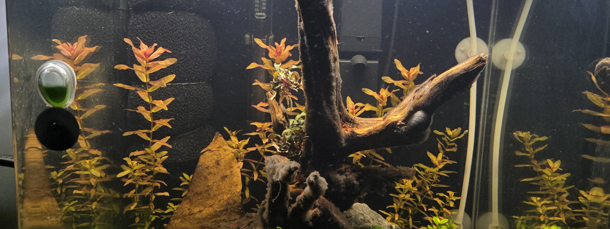 aquarium Nano 60L