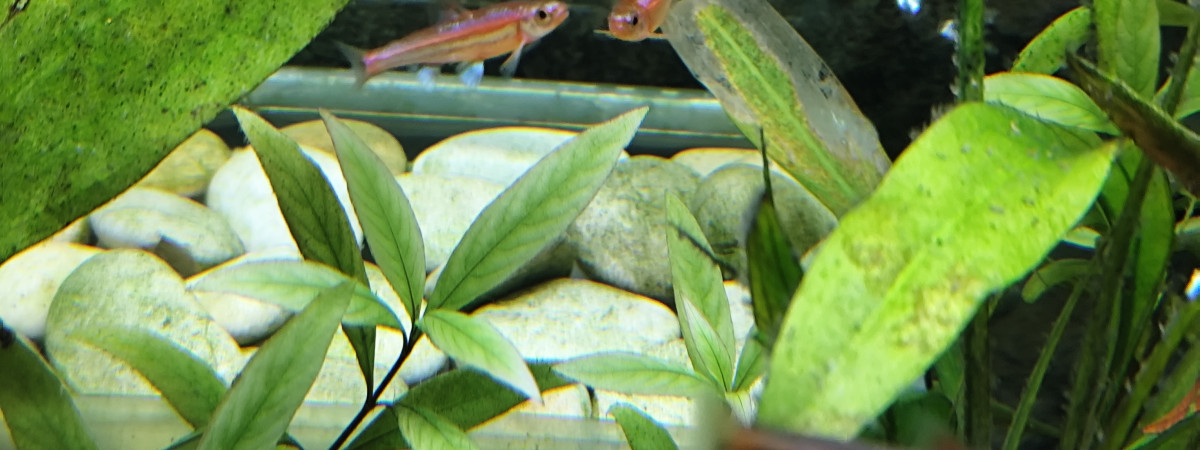 aquarium Notropis Chrosomus