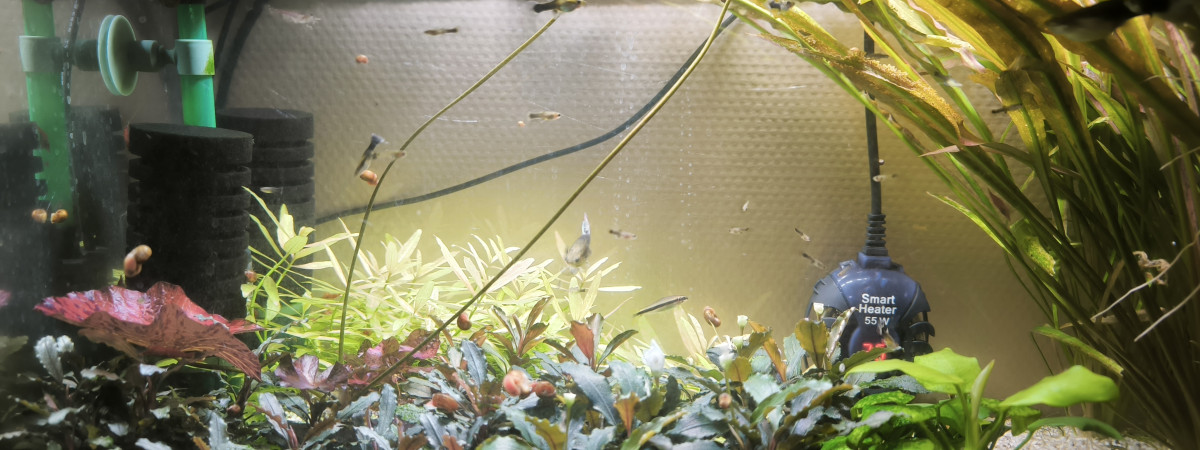 aquarium Vivier