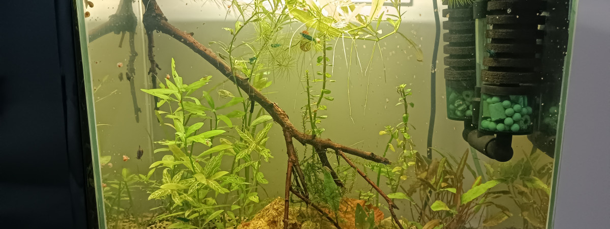 aquarium Le ptit bac à crevettes