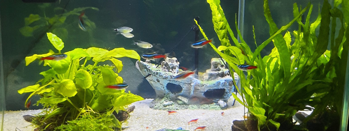 aquarium CrevetteLand