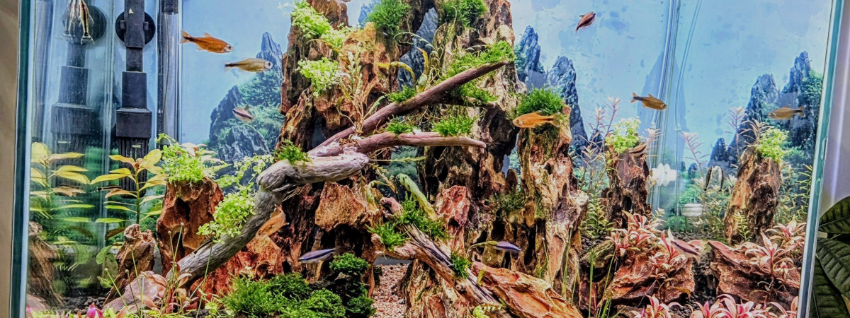 aquarium Le dragon col