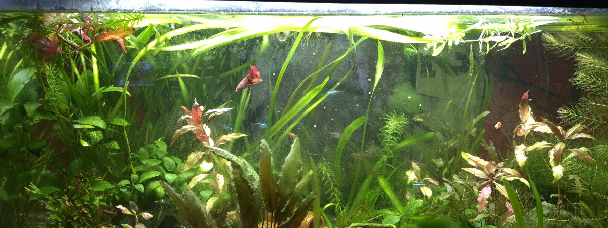 aquarium Mon premier