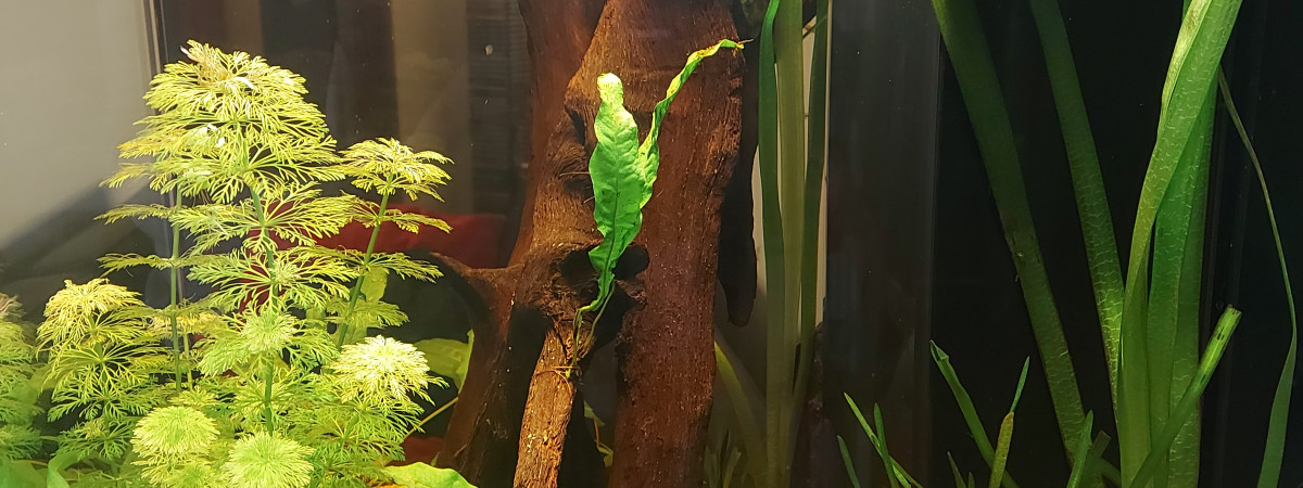 aquarium Aquatlantis Tower 163