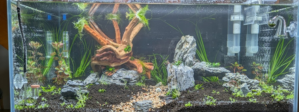 aquarium Naturel aquarium