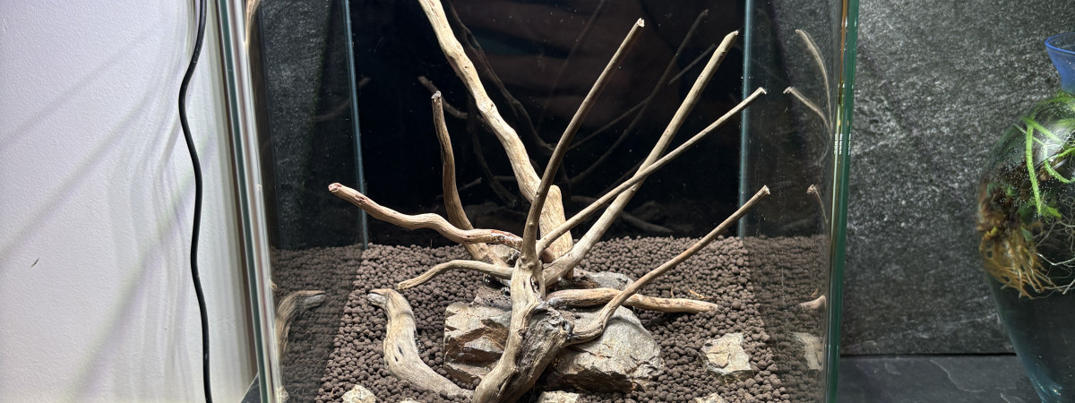 aquarium Nano nature