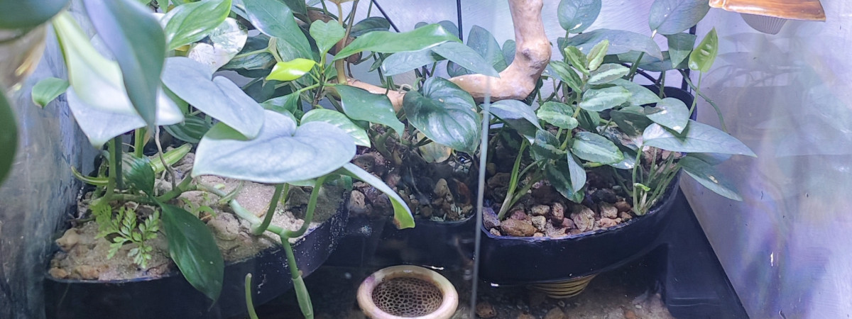 aquarium écailles aquatiques et arboricoles