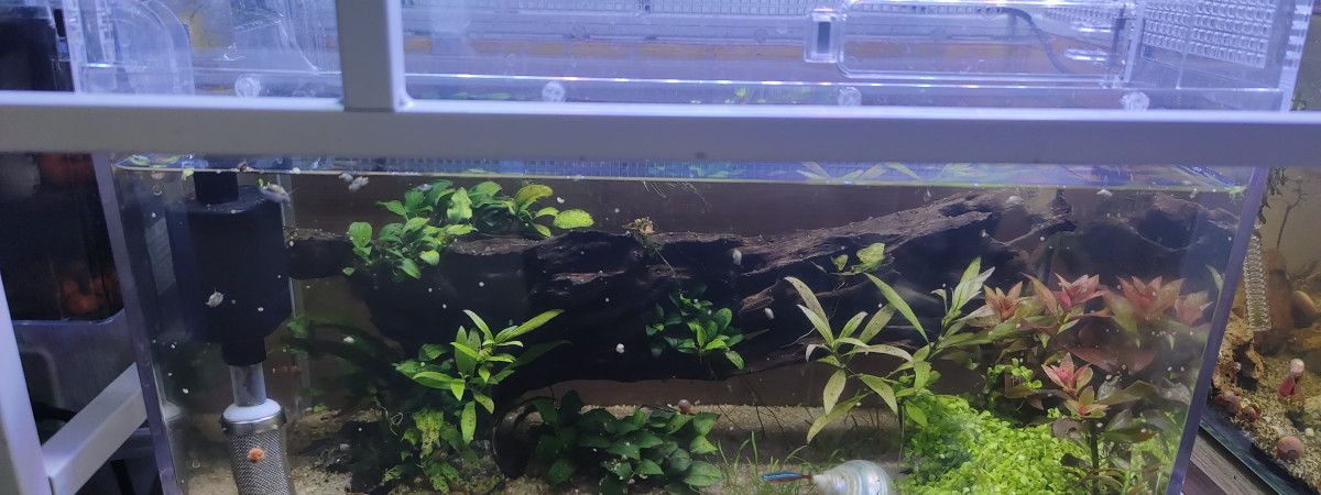 aquarium Sauvetages