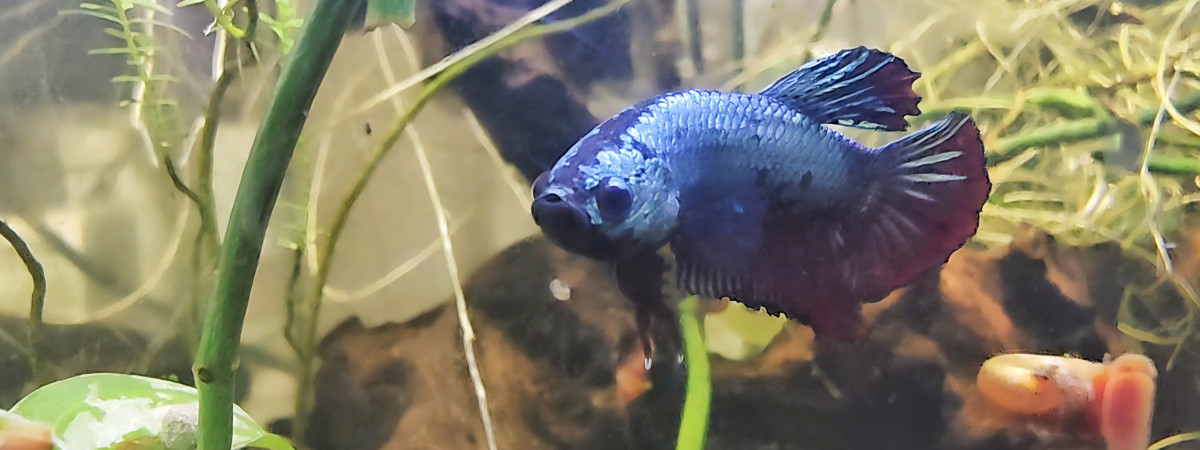 aquarium Mangrove du betta