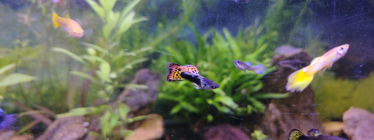 aquarium Aquarium principal