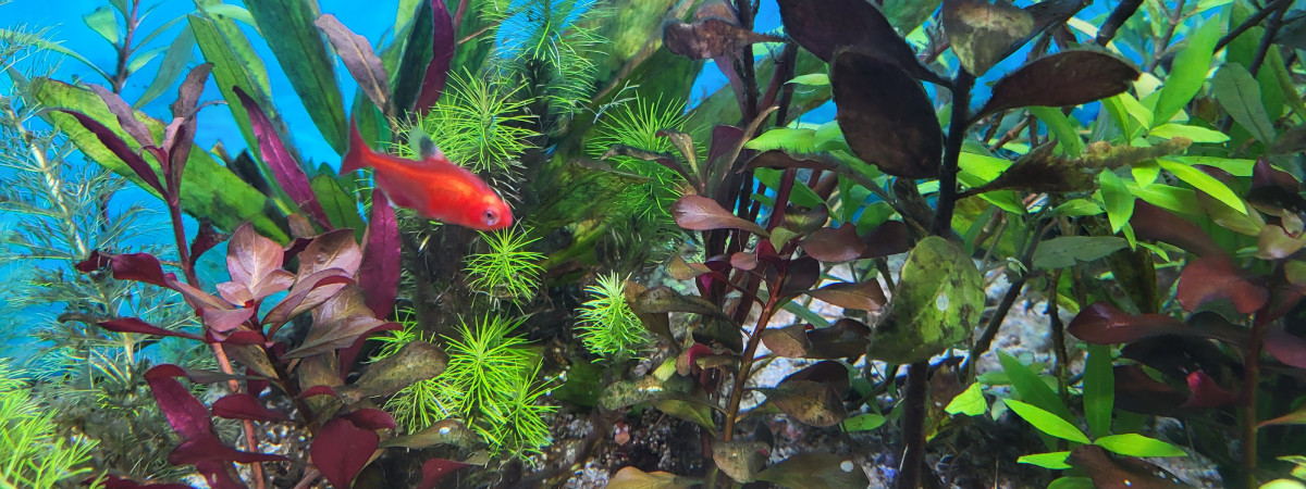 aquarium Aquarium Juwel 260 Litres