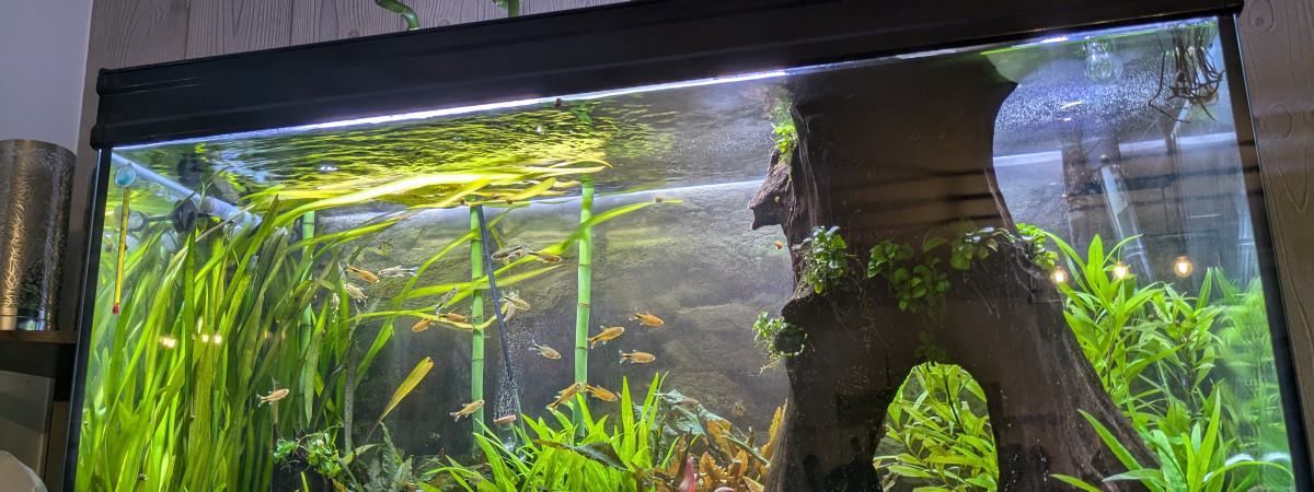 aquarium Nature